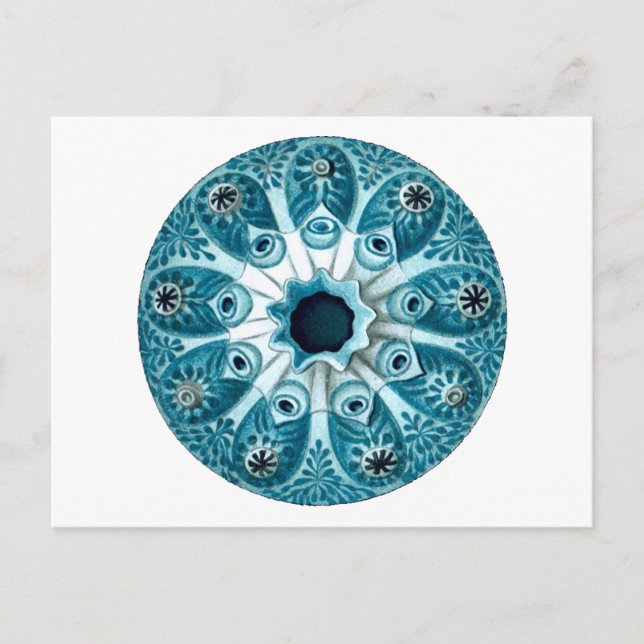 Botryllus Polycyclus Ernst Haeckel Fine Art Postcard (Front)