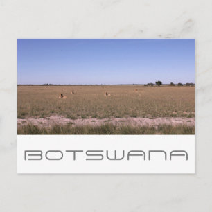 Botswana Central Kalahari Lions Savannah Travel Postcard