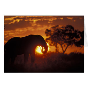 Botswana, Chobe National Park, Bull Elephant