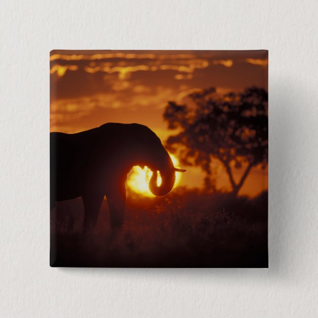 Botswana, Chobe National Park, Bull Elephant 2 Inch Square Button (Front)