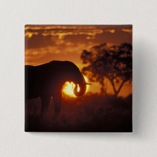 Botswana, Chobe National Park, Bull Elephant 2 Inch Square Button