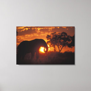 Botswana, Chobe National Park, Bull Elephant Canvas Print