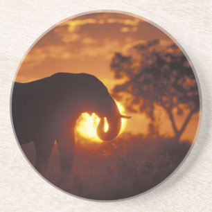 Botswana, Chobe National Park, Bull Elephant Coaster