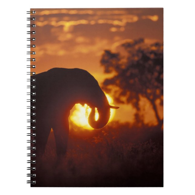 Botswana, Chobe National Park, Bull Elephant Notebook (Front)