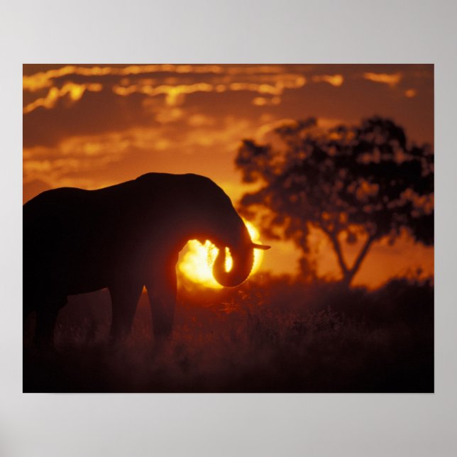 Botswana, Chobe National Park, Bull Elephant Poster (Front)