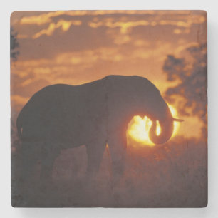 Botswana, Chobe National Park, Bull Elephant Stone Coaster