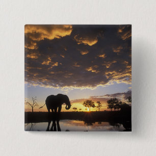Botswana, Chobe National Park, Elephant 2 Inch Square Button