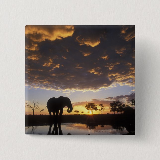 Botswana, Chobe National Park, Elephant 2 Inch Square Button (Front)
