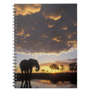 Botswana, Chobe National Park, Elephant Notebook