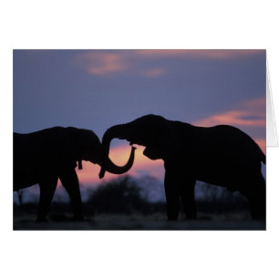 Botswana, Chobe National Park, Elephants