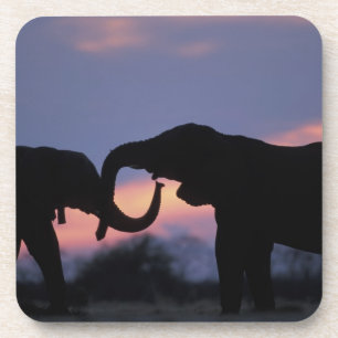 Botswana, Chobe National Park, Elephants Coaster