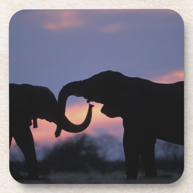 Botswana, Chobe National Park, Elephants Coaster (Front)