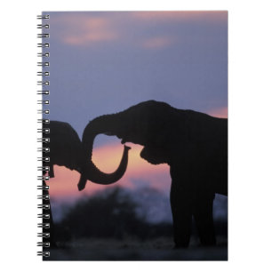 Botswana, Chobe National Park, Elephants Notebook