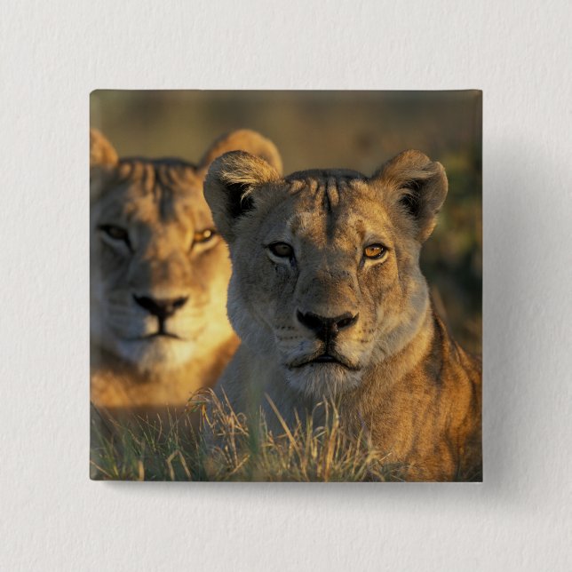 Botswana, Chobe National Park, Lionesses 2 Inch Square Button (Front)
