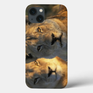 Botswana, Chobe National Park, Lionesses iPhone 13 Case