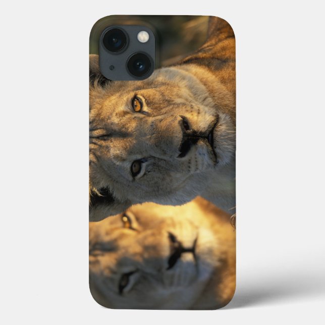 Botswana, Chobe National Park, Lionesses Case-Mate iPhone Case (Back)