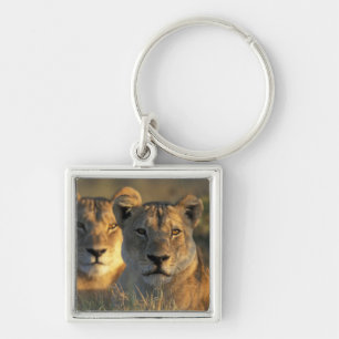 Botswana, Chobe National Park, Lionesses Keychain