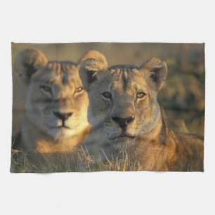 Botswana, Chobe National Park, Lionesses Kitchen Towel