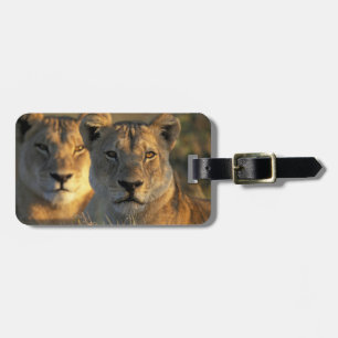 Botswana, Chobe National Park, Lionesses Luggage Tag