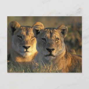 Botswana, Chobe National Park, Lionesses Postcard