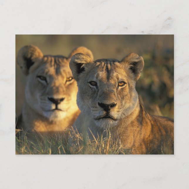 Botswana, Chobe National Park, Lionesses Postcard (Front)