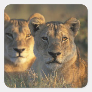 Botswana, Chobe National Park, Lionesses Square Sticker
