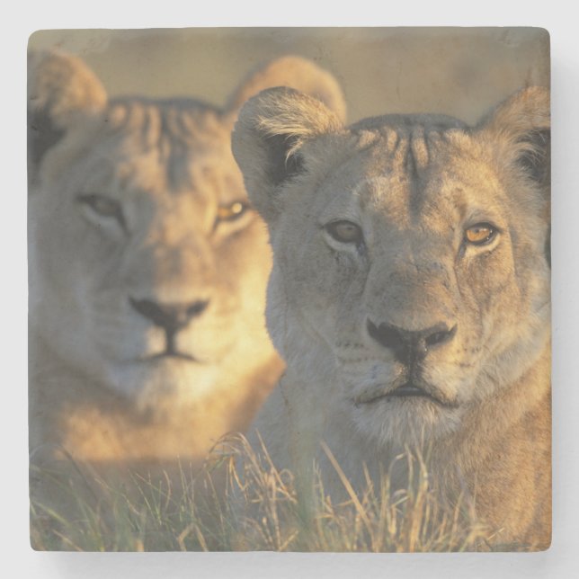 Botswana, Chobe National Park, Lionesses Stone Coaster (Front)