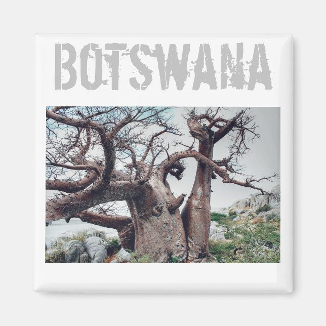 Botswana Kubu Island Baobab Tree Magnet (Front)