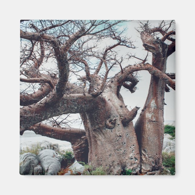 Botswana Kubu Island Baobab Tree Magnet (Front)