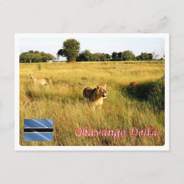Botswana - Okavango Delta - Postcard (Front)