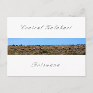 Botswana Oryx Animals Savannah Kalahari Landscape Postcard