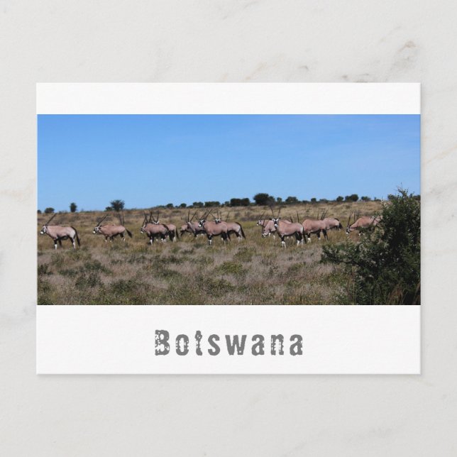 Botswana Oryx Wild Animals Savannah Landscape Postcard (Front)