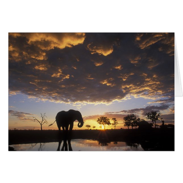 Botswana, parc national de Chobe, Éléphant (Devant horizontal)
