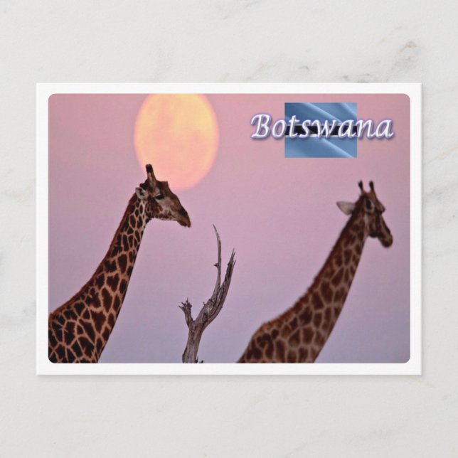 Botswana - postcard (Front)