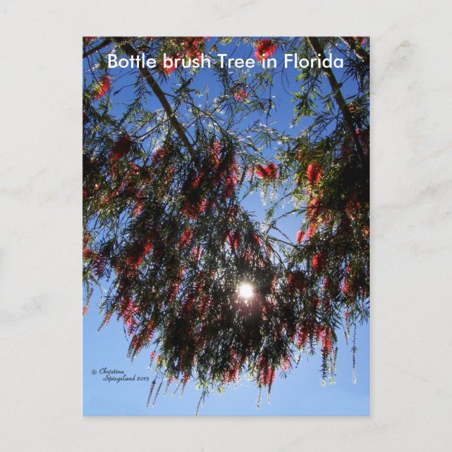 Bottle Brush Tree Sunburst Postcard (Front)