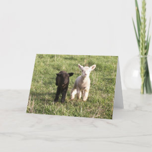 Bottle Lambs Card