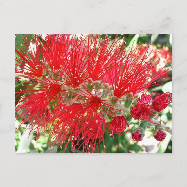 Bottlebrush Flower Red Tropical Floral Postcard (Front)