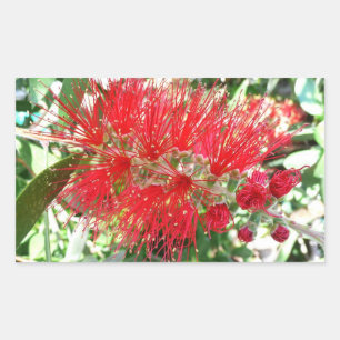 Bottlebrush Flower Red Tropical Floral Sticker