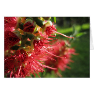 Bottlebrush Tendrils