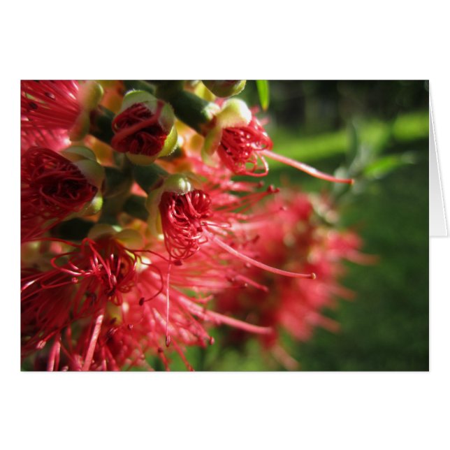 Bottlebrush Tendrils (Front Horizontal)