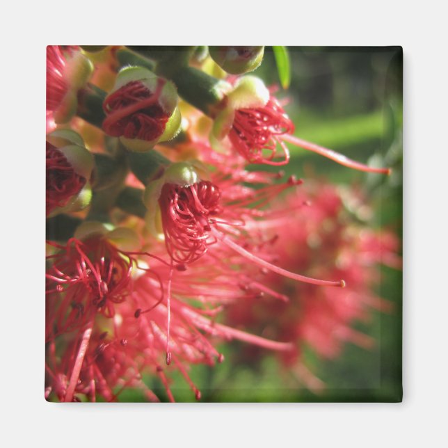 Bottlebrush Tendrils Magnet (Front)