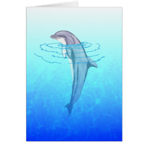 Bottlenose Dolphin