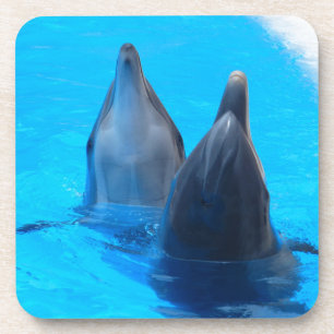 bottlenose dolphin fish marine ocean under water coaster