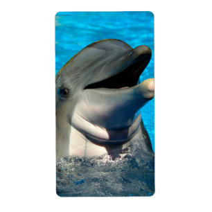 Bottlenose dolphin head