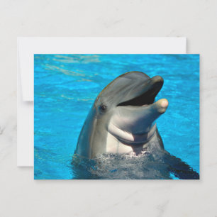Bottlenose dolphin head postcard