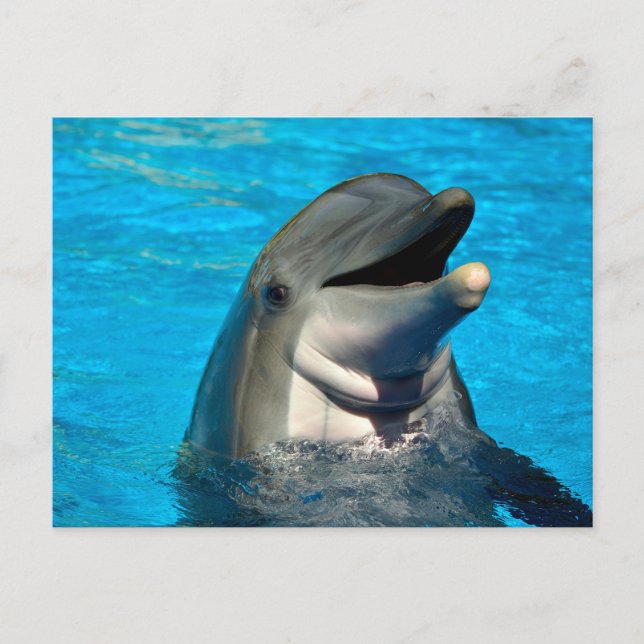 Bottlenose dolphin head postcard (Front)