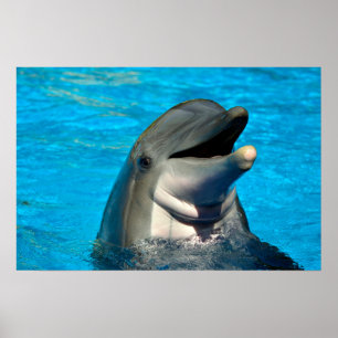 Bottlenose dolphin head poster