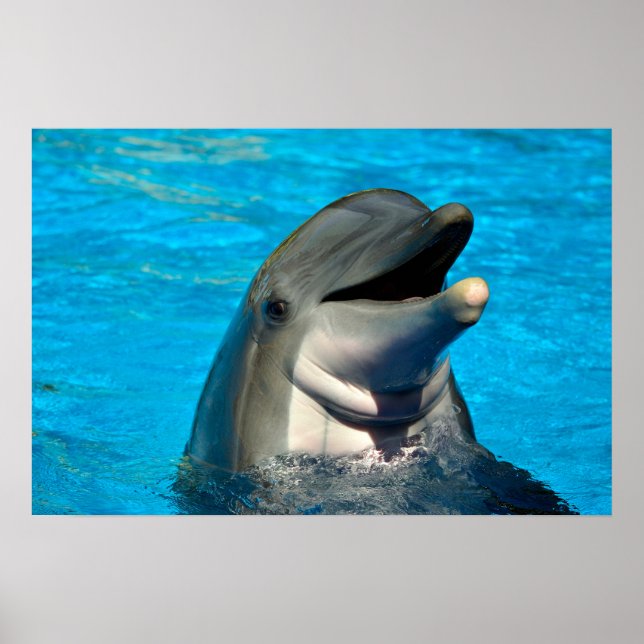 Bottlenose dolphin head poster (Front)