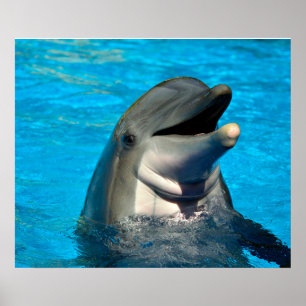 Bottlenose dolphin head poster