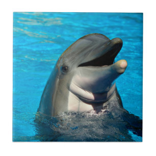 Bottlenose dolphin head tile